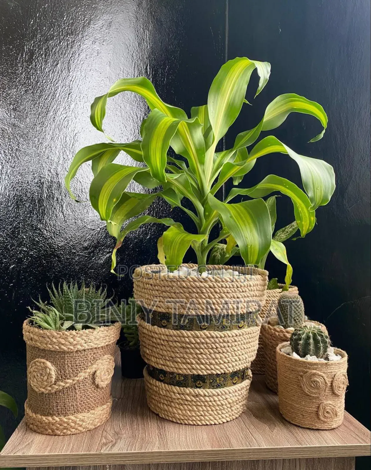 Plant and Pot Custom Made