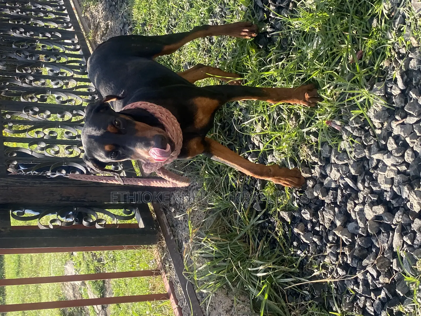 1-3 months Male Purebred Doberman Pinscher