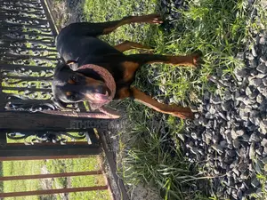 1-3 months Male Purebred Doberman Pinscher