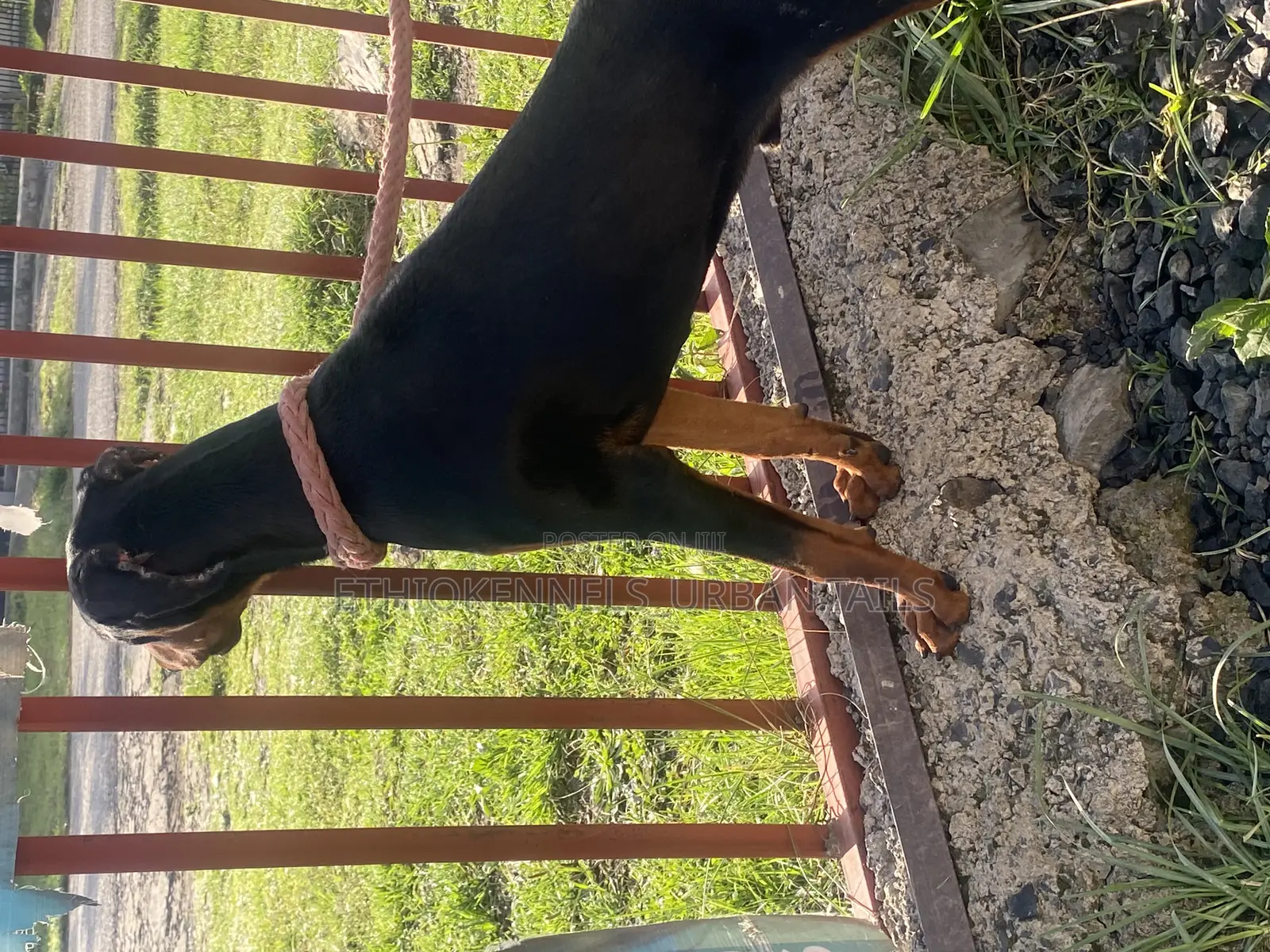 1-3 months Male Purebred Doberman Pinscher