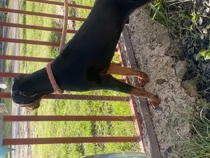Photo - 1-3 months Male Purebred Doberman Pinscher