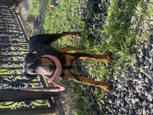 1-3 months Male Purebred Doberman Pinscher