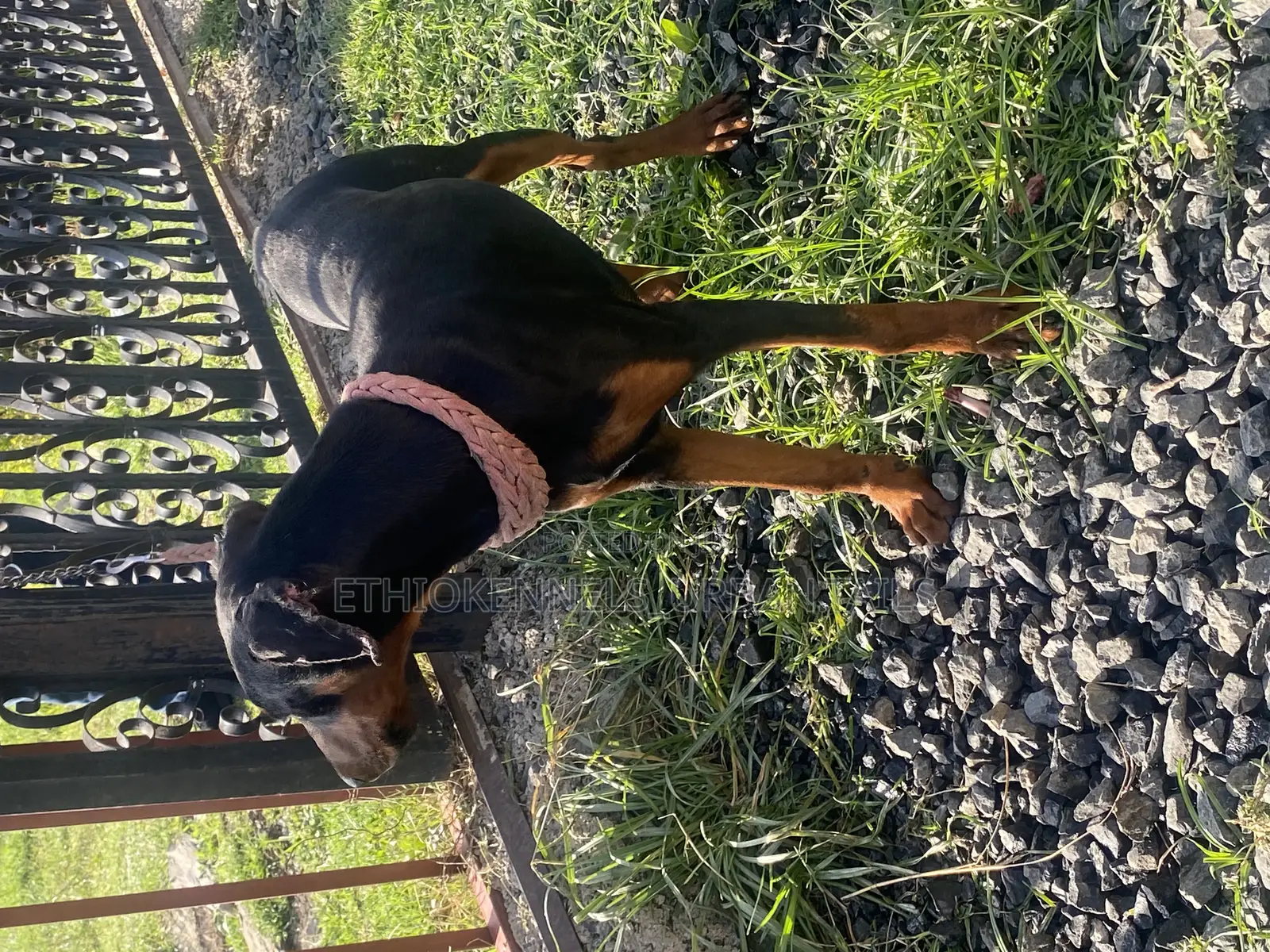1-3 months Male Purebred Doberman Pinscher