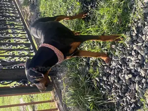 1-3 months Male Purebred Doberman Pinscher