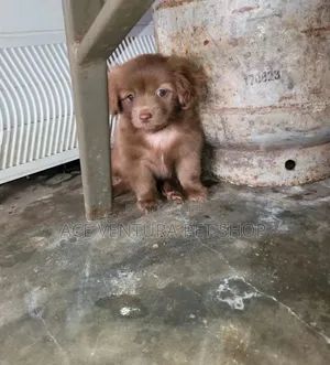 Photo - 1-3 months Male Purebred Maltese