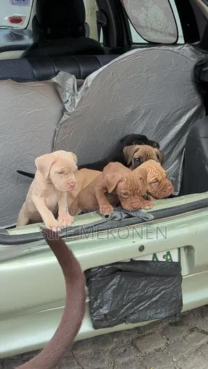 1-3 months Male Purebred Bullmastiff