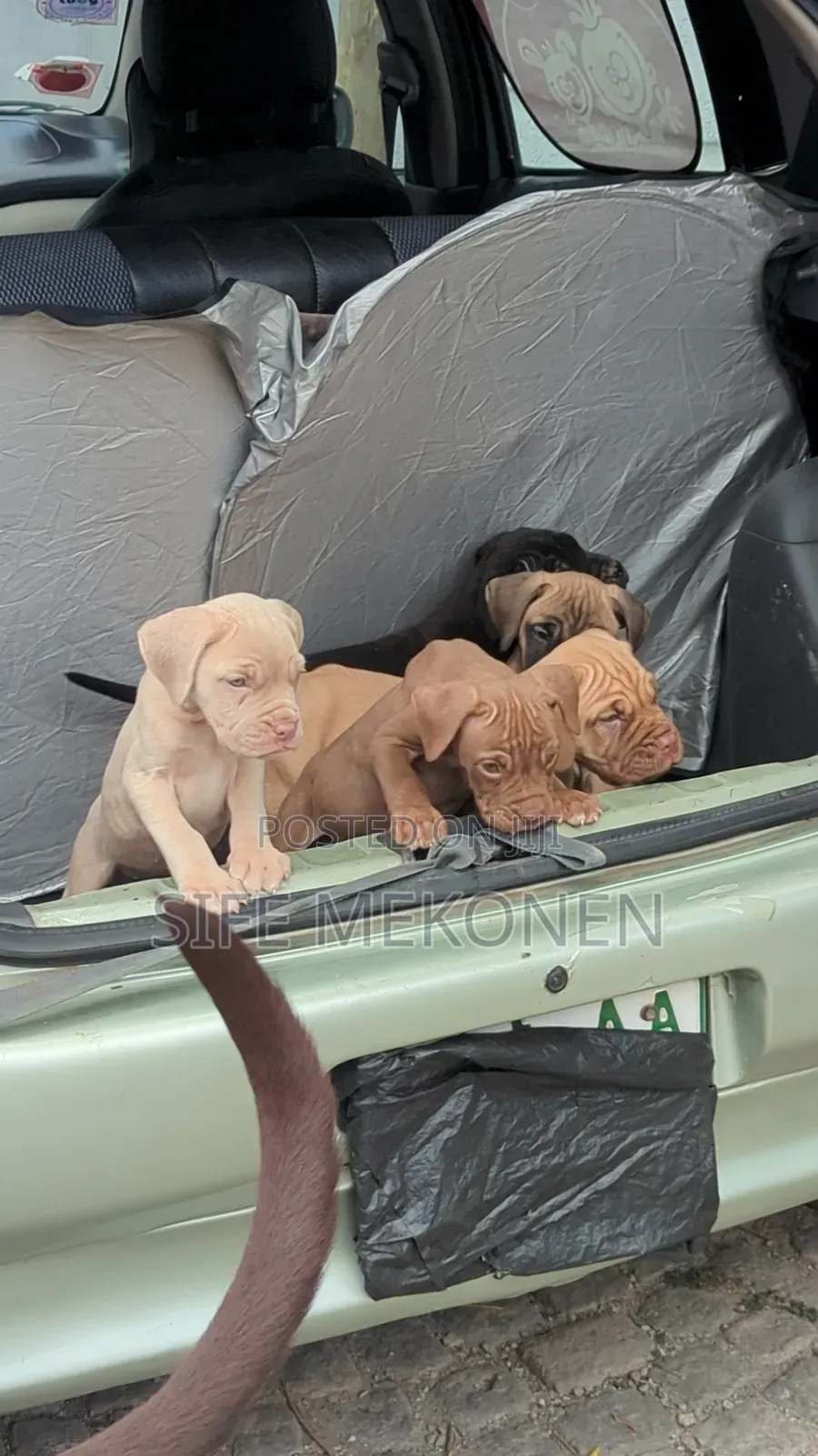 1-3 months Male Purebred Bullmastiff