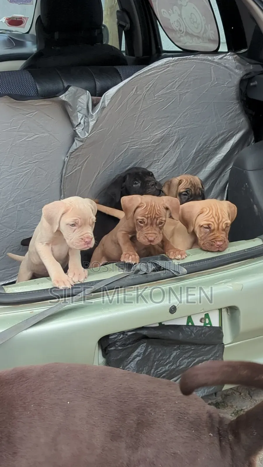 1-3 months Male Purebred Bullmastiff