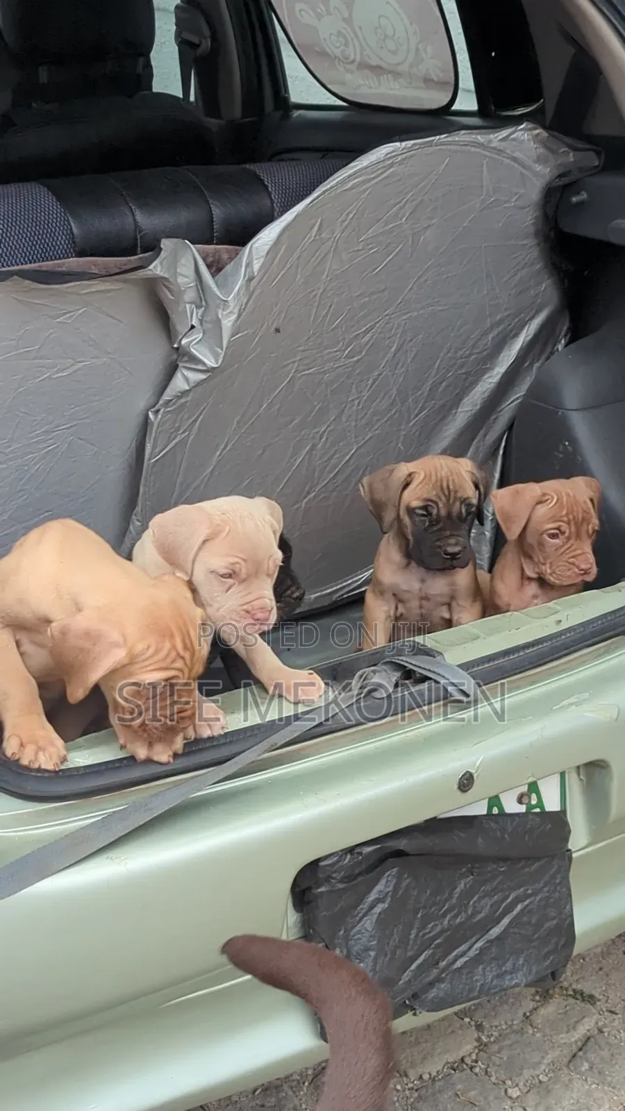 1-3 months Male Purebred Bullmastiff