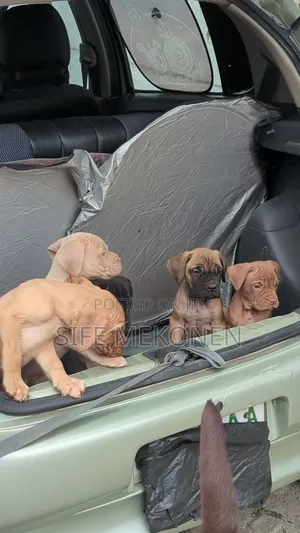 1-3 months Male Purebred Bullmastiff