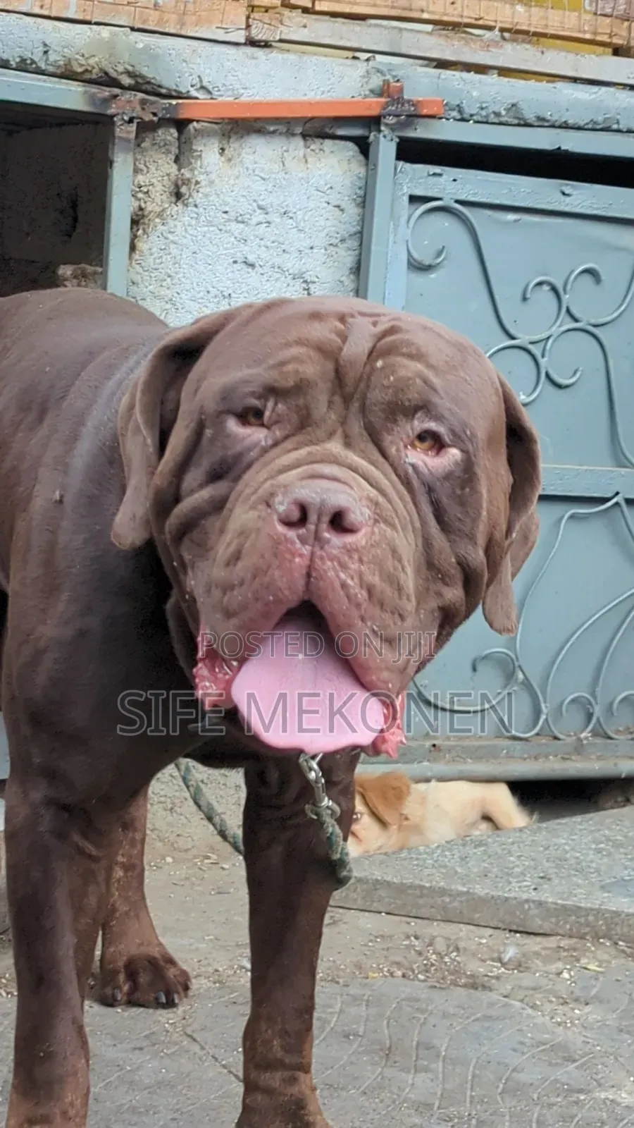 1-3 months Male Purebred Bullmastiff