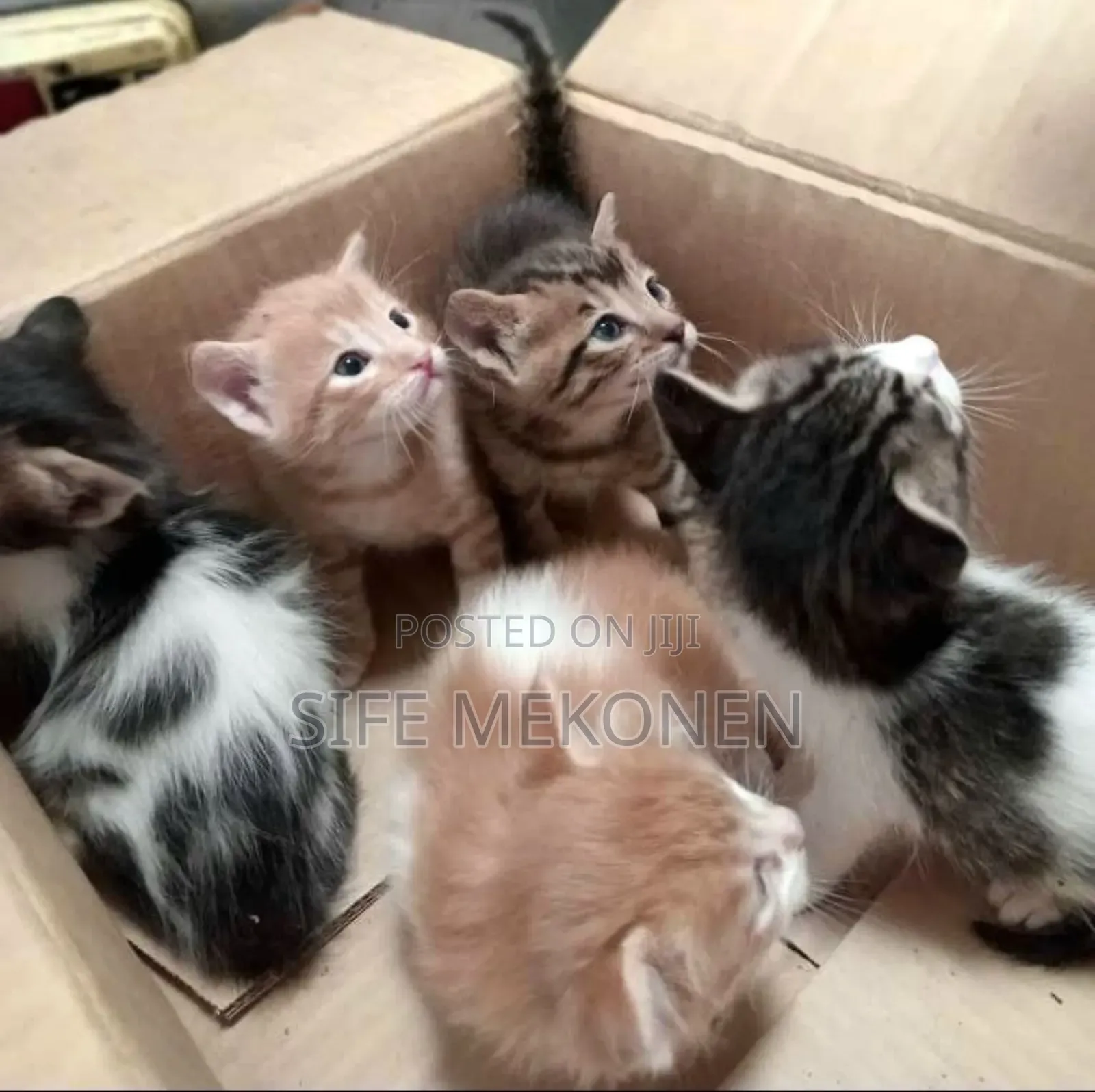 1-3 months Male Purebred Abyssinian