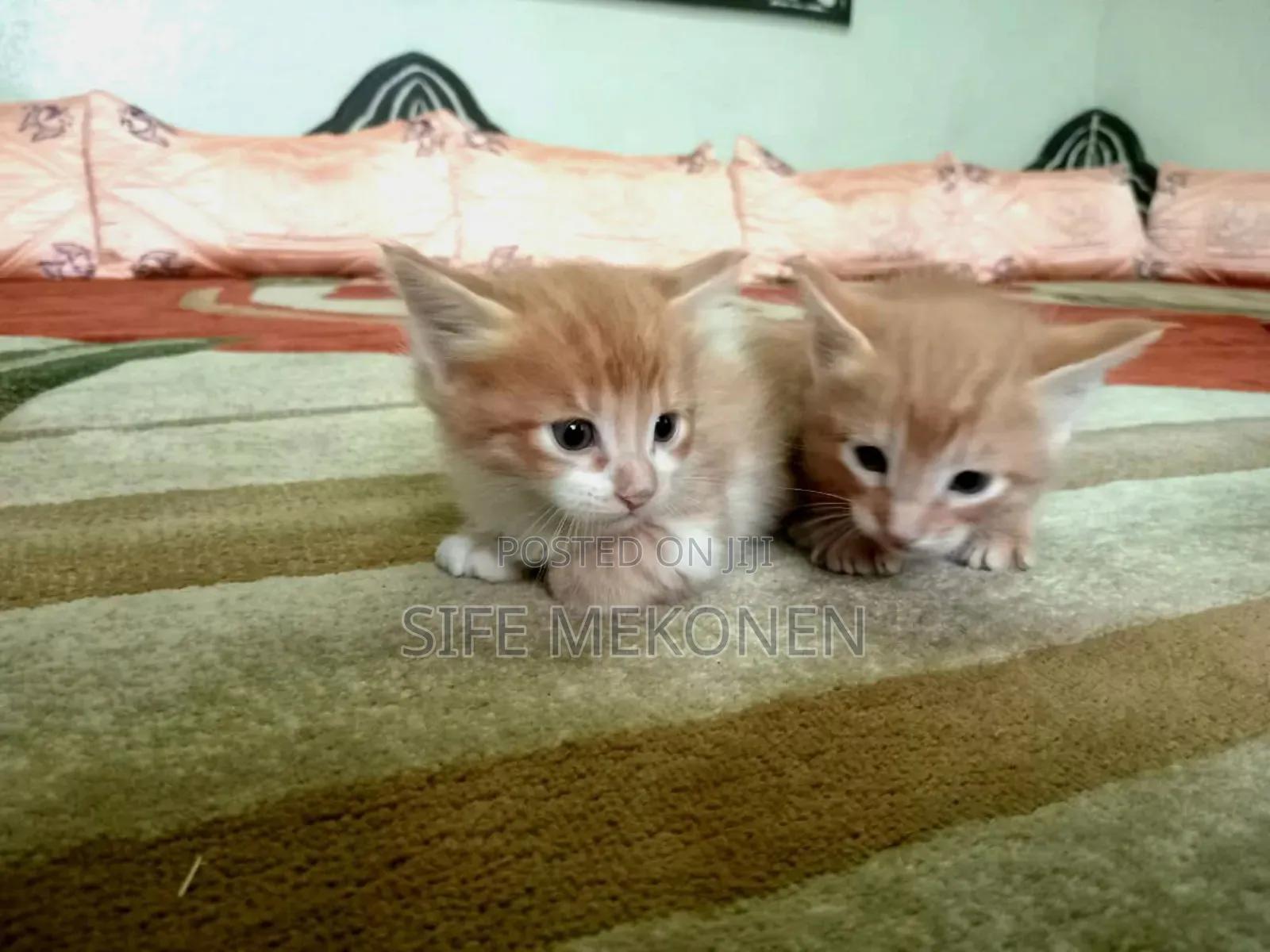 1-3 months Male Purebred Abyssinian