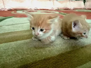 1-3 months Male Purebred Abyssinian