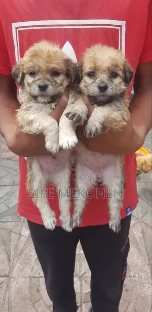 Photo - 1-3 months Male Purebred Maltese