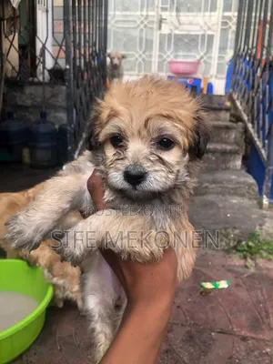 1-3 months Male Purebred Maltese