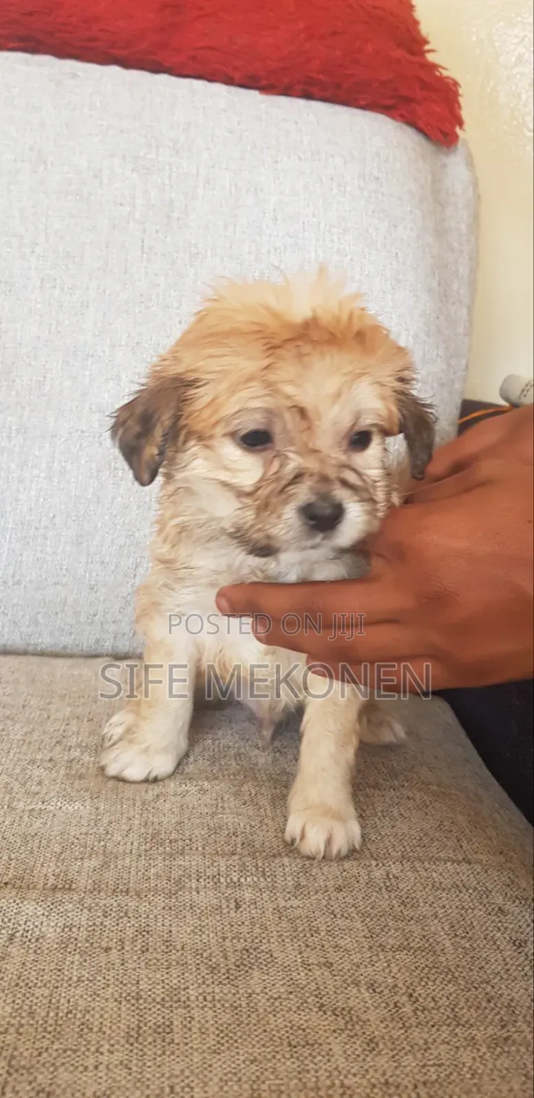 1-3 months Male Purebred Maltese