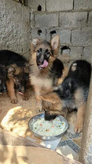 1-3 months Male Purebred German Shepherd