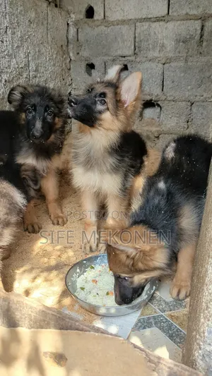 1-3 months Male Purebred German Shepherd
