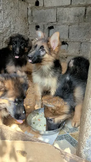 Photo - 1-3 months Male Purebred German Shepherd