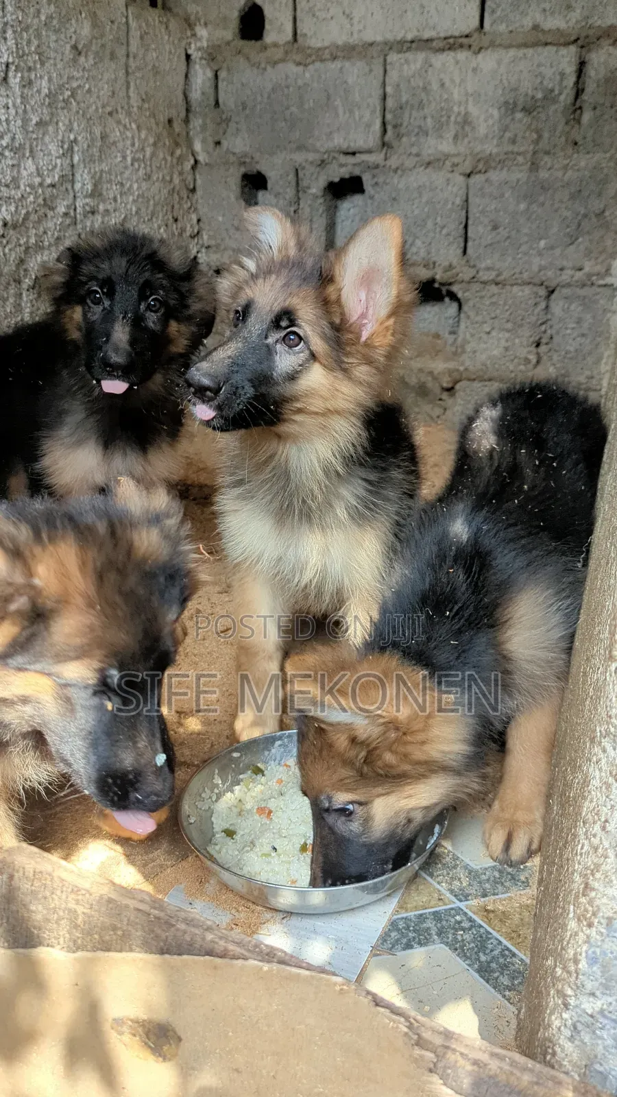 1-3 months Male Purebred German Shepherd