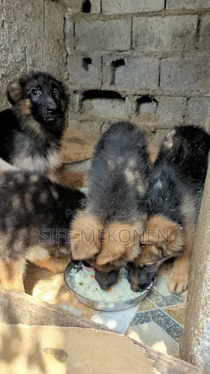 1-3 months Male Purebred German Shepherd