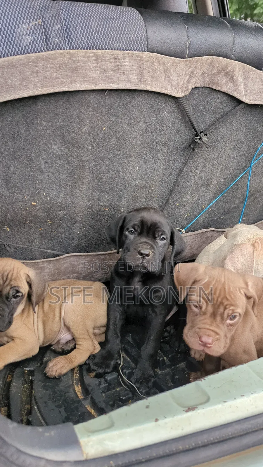 1-3 months Male Purebred Bullmastiff