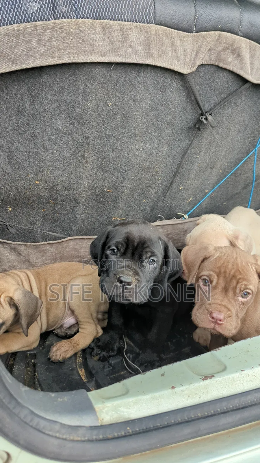 1-3 months Male Purebred Bullmastiff