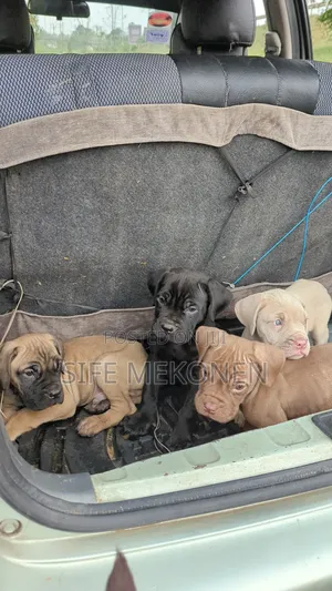 1-3 months Male Purebred Bullmastiff