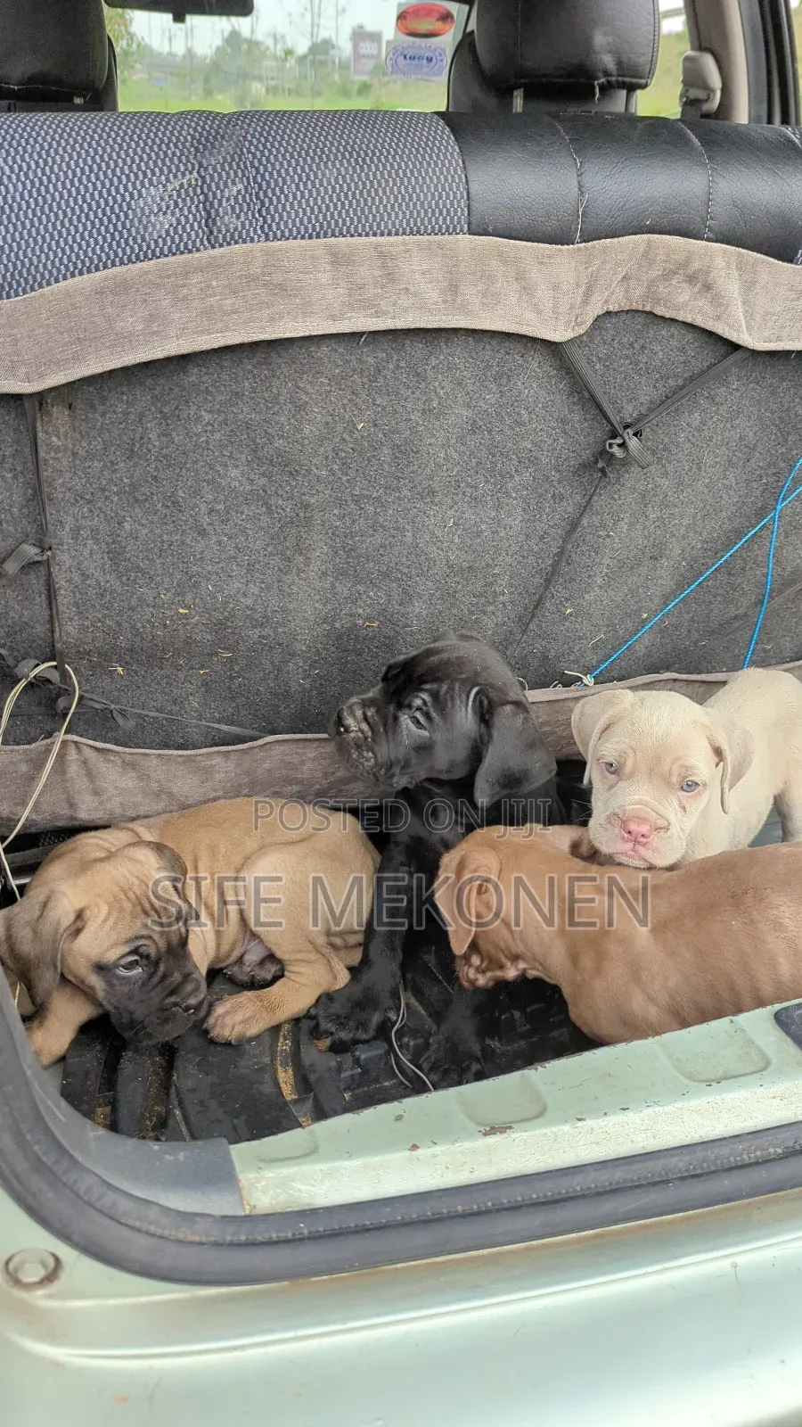 1-3 months Male Purebred Bullmastiff