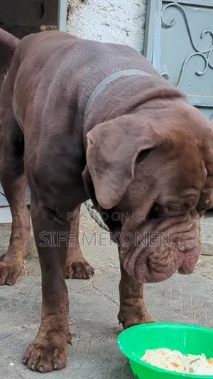 1-3 months Male Purebred Bullmastiff