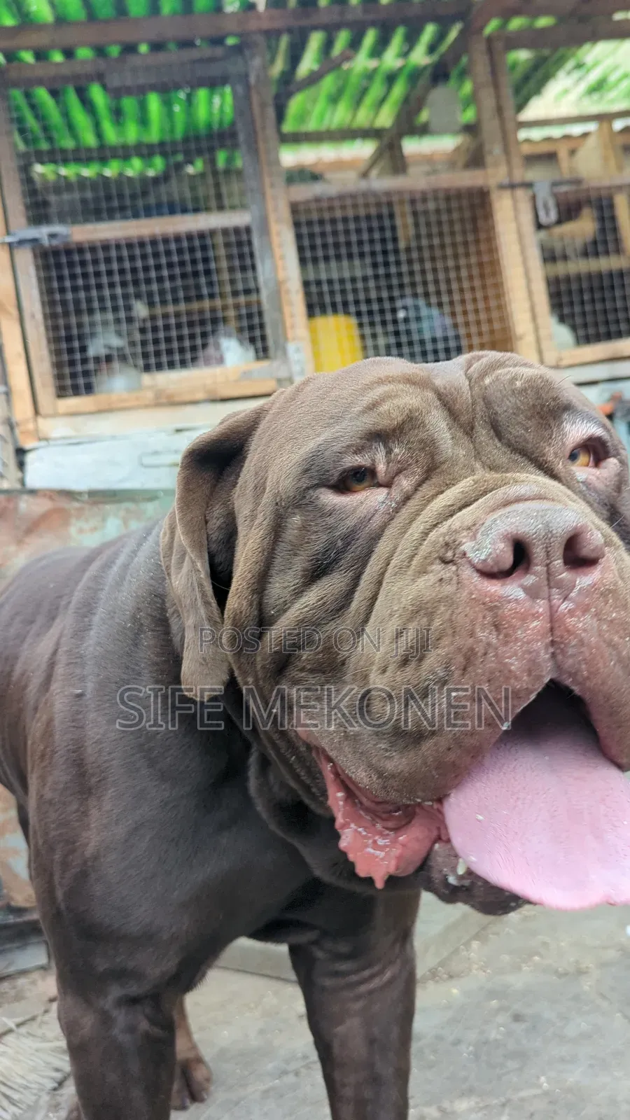 1-3 months Male Purebred Bullmastiff