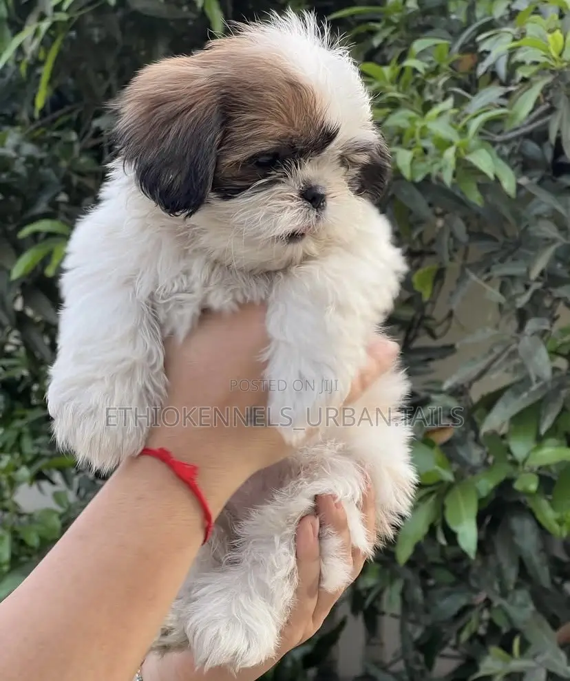 1-3 months Male Purebred Shih Tzu
