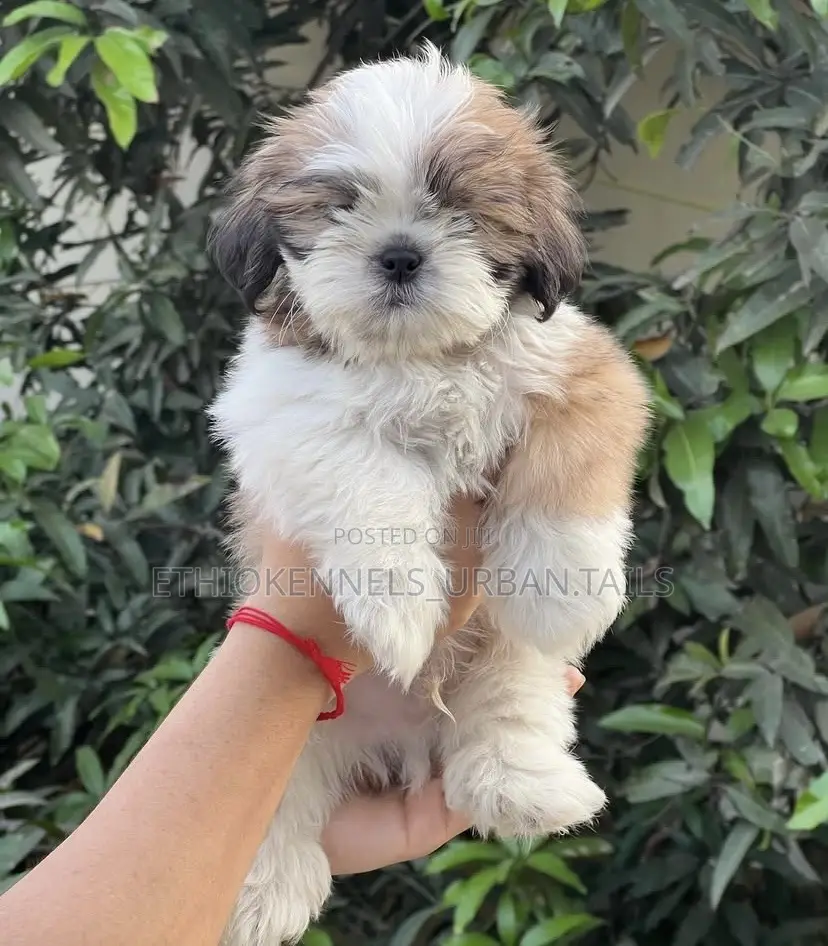 1-3 months Male Purebred Shih Tzu
