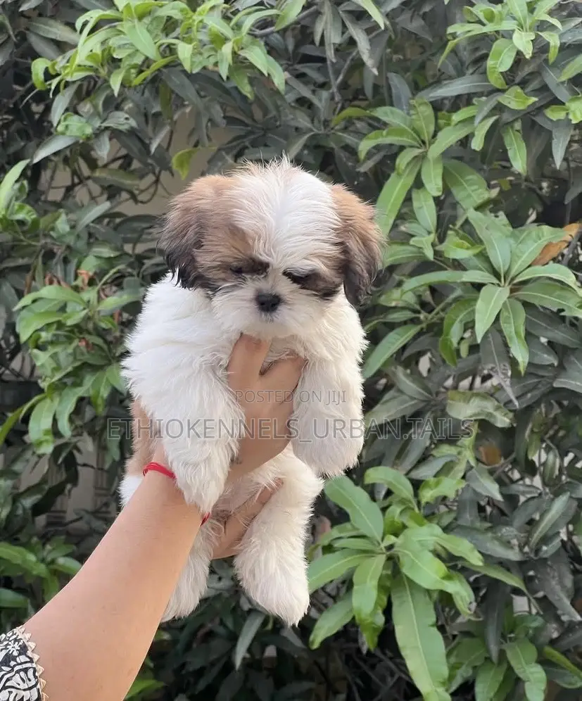 1-3 months Male Purebred Shih Tzu
