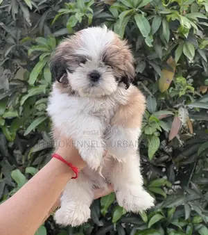 1-3 months Male Purebred Shih Tzu