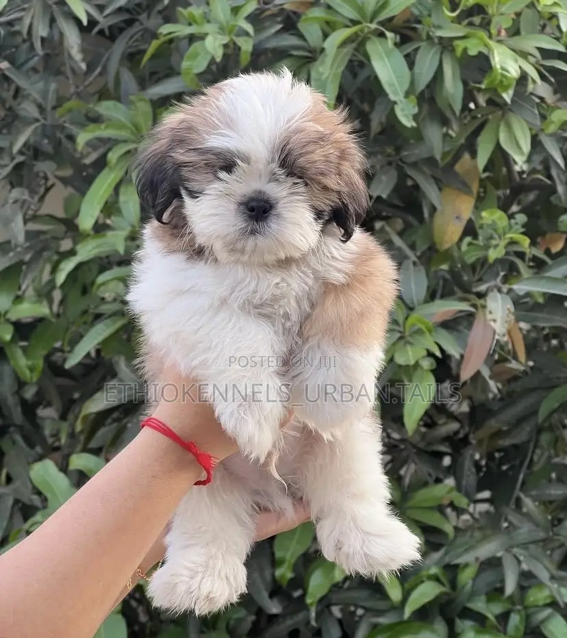 1-3 months Male Purebred Shih Tzu