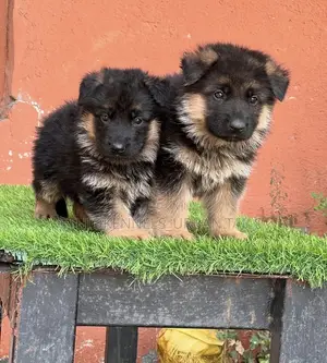 1-3 months Male Purebred German Shepherd