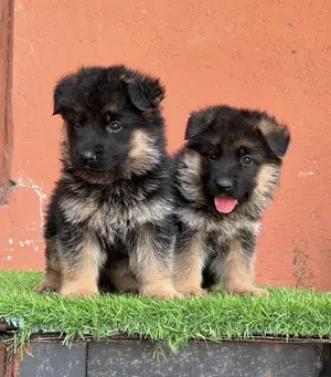 1-3 months Male Purebred German Shepherd