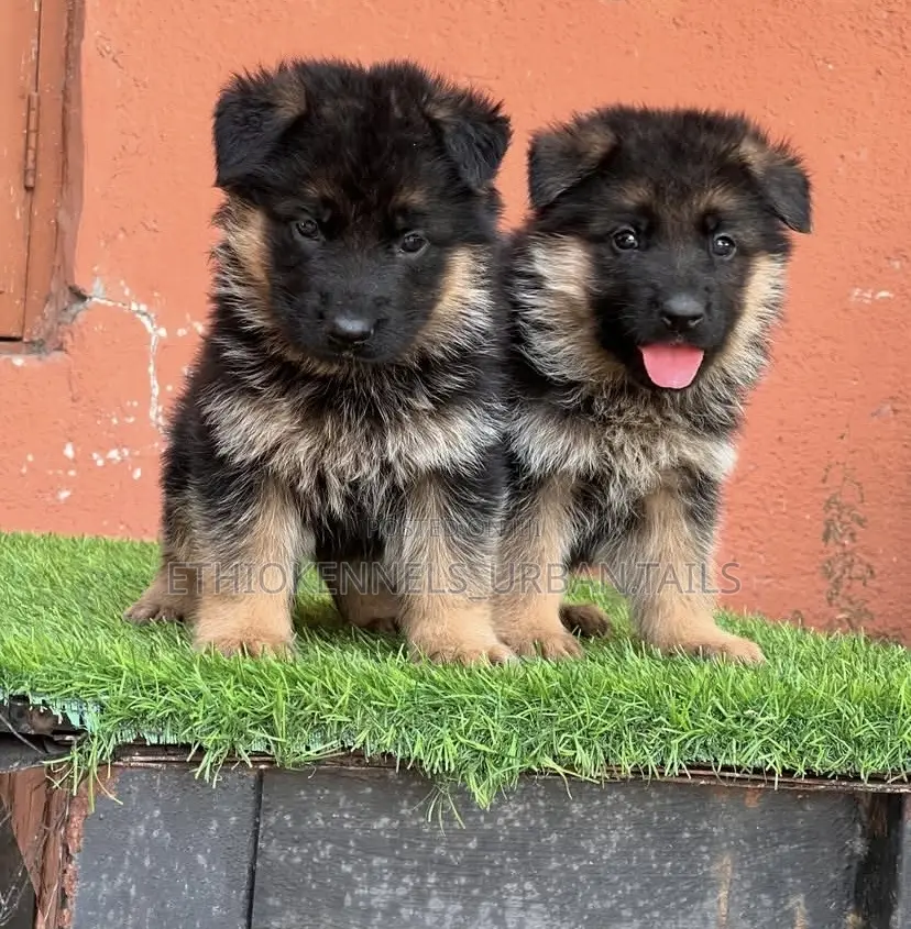 1-3 months Male Purebred German Shepherd