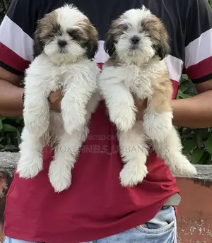 Photo - 1-3 months Male Purebred Shih Tzu