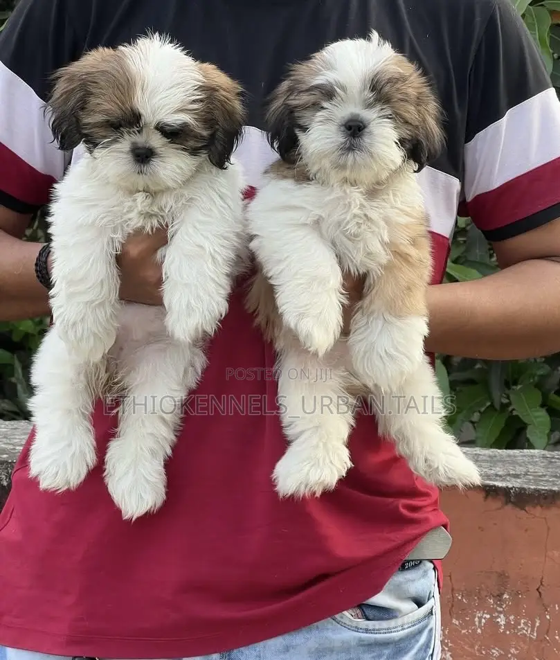 1-3 months Male Purebred Shih Tzu