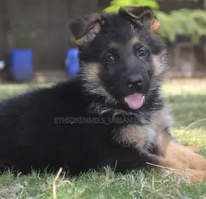 Photo - 1-3 months Male Purebred German Shepherd