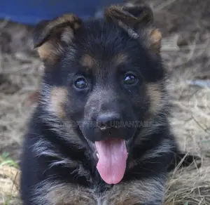 1-3 months Male Purebred German Shepherd