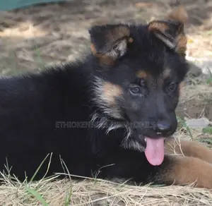 1-3 months Male Purebred German Shepherd