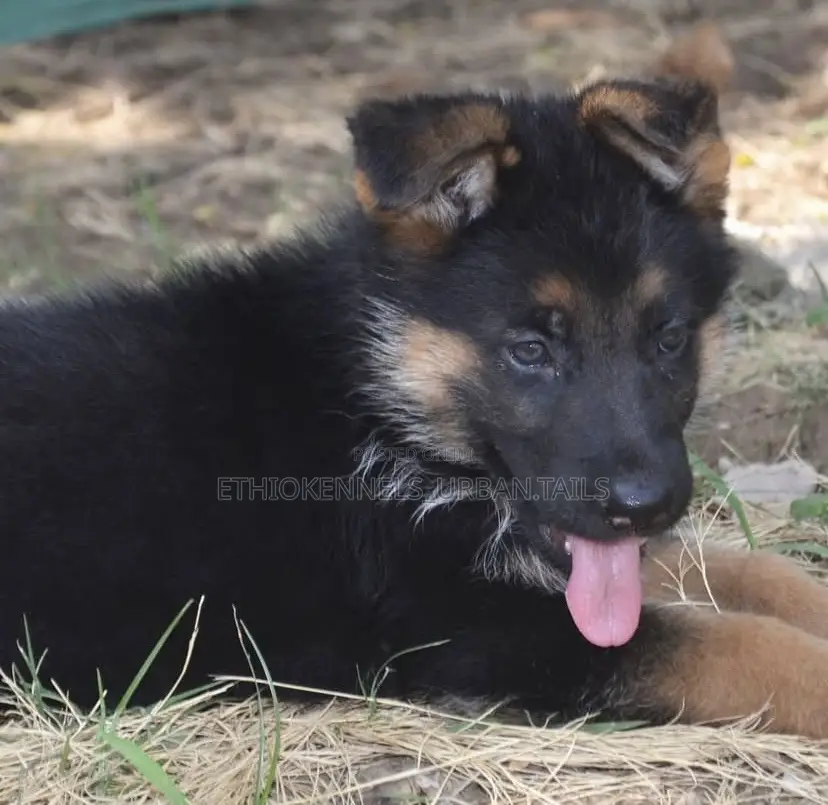 1-3 months Male Purebred German Shepherd