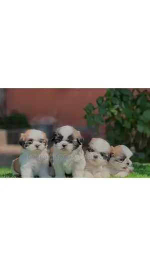 Photo - 1-3 months Male Purebred Shih Tzu