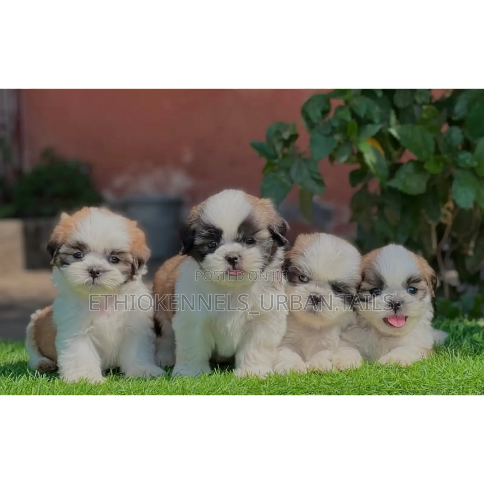 1-3 months Male Purebred Shih Tzu