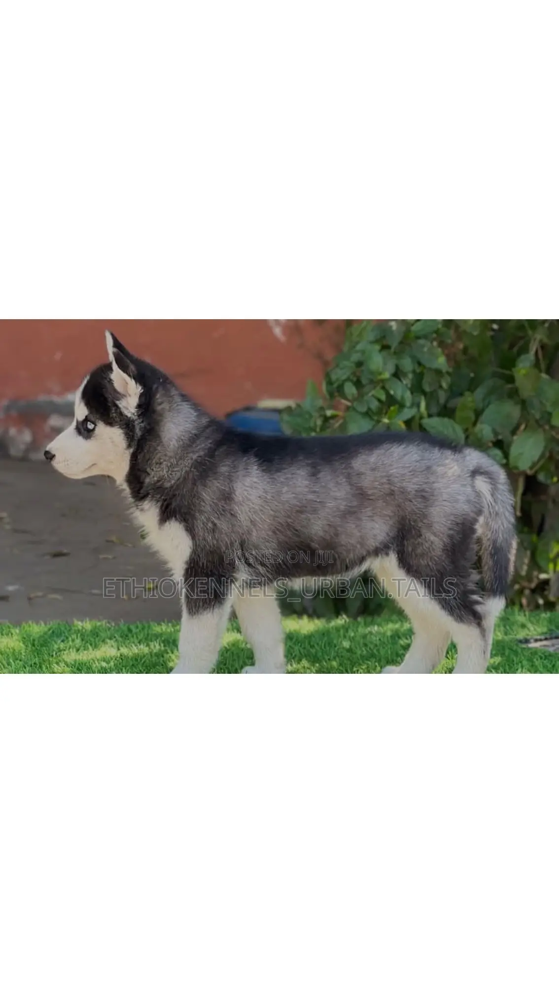 1-3 months Male Purebred Siberian Husky
