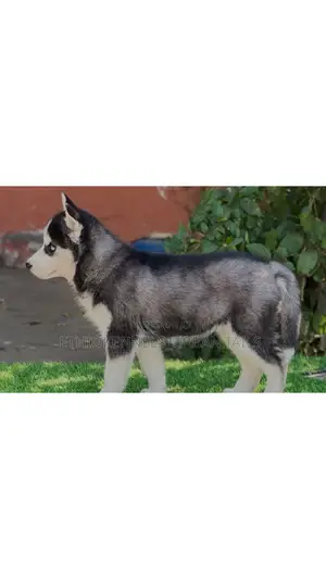 1-3 months Male Purebred Siberian Husky